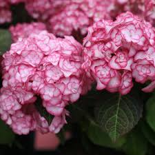 Hydrangea 'Miss Saori' Live Starter Plant | Double-Petaled Flowers | Deciduous Shrub for Zones 5-9