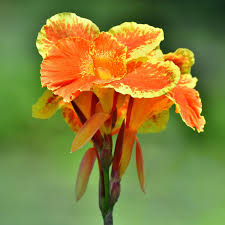 Canna Lily Pretoria Bengal Tiger Live Bulb – Orange Variegated Tropical Flower, Tall, Lush Foliage, Perennial, Pollinator-Friendly