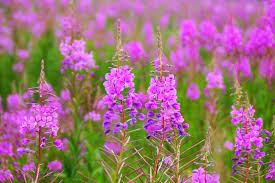 Fireweed Seeds – Chamaenerion angustifolium – Pink Wildflower, Pollinator-Friendly, Hardy Perennial for Natural Gardens