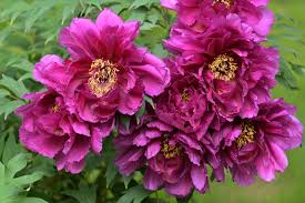 10 Peony Seeds Mix - Tree Peony Paeonia suffruticosa Hardy Perennial Flower Seeds for Garden, Colorful Blossoms, Landscaping