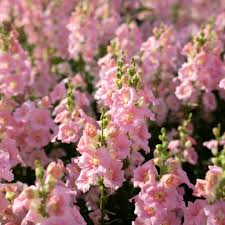 Chantilly Pink Snapdragon Seeds | 1000+ Antirrhinum majus Tall Fragrant Pink Blooms for Garden & Cut Flowers