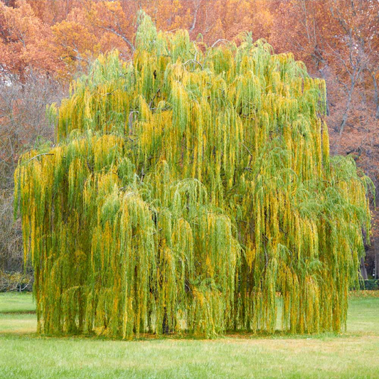 1 Weeping Willow Tree Live Bare Root Plant 2-3 Feet Tall Fast-Growing Ornamental