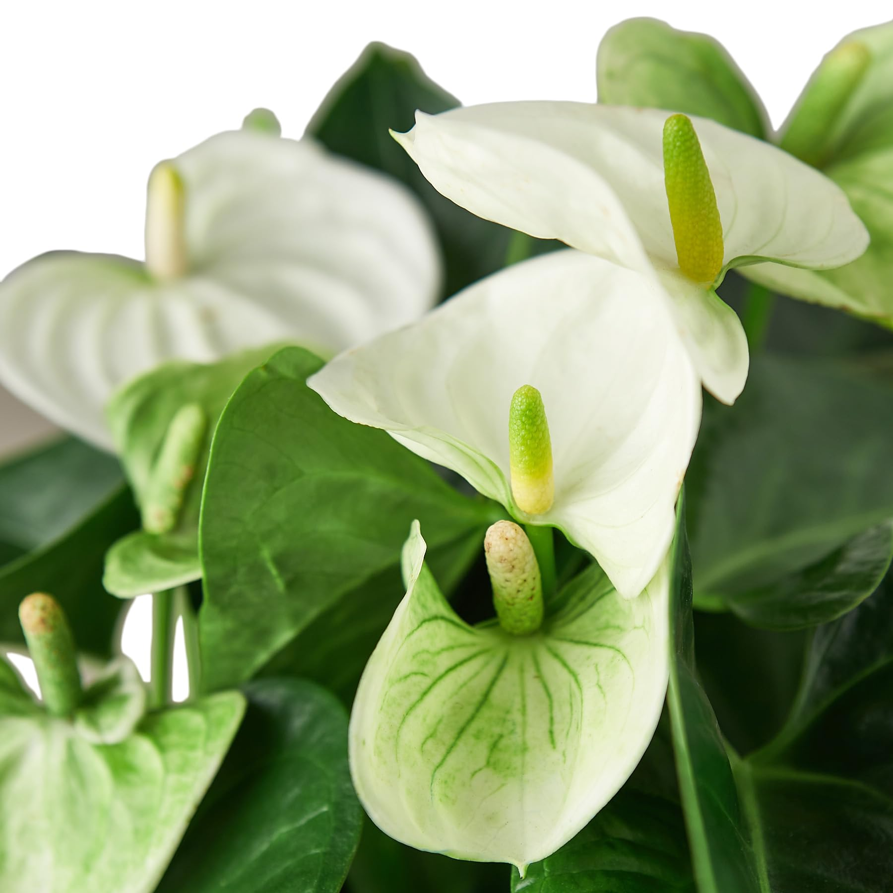 Anthurium Starter Plant - Live White Flamingo Flowers - Tropical Houseplant for Indoor Decor & Office Spaces - Anthurium andraeanum