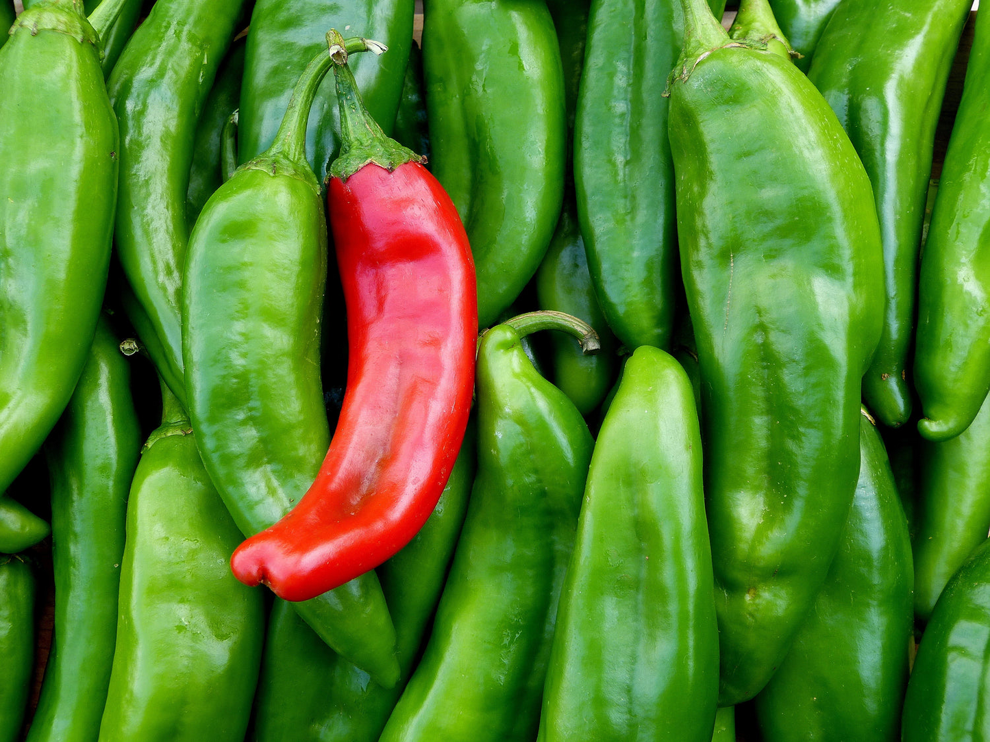 Hatch Giuzeppi Hot Pepper Seeds – 250mg, Medium Heat, New Mexico Chili, Capsicum annuum, Roasting & Salsas
