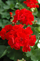 Geranium Patriot Bright Red Plug - Zonal Crimson Red Live Plant for Containers & Bedding, Hardy Garden Flower, Pelargonium × hortorum