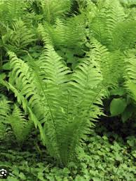 10 Ostrich Ferns Matteuccia struthiopteris Bare Root Perennial Shade Plants Native Woodland Garden