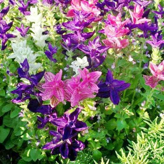 200 Clary Sage Tricolor Mix Seeds - Painted Sage Native Wildflower, Non-GMO, Vibrant Blooms, Pollinator-Friendly, Perennial Garden Seeds