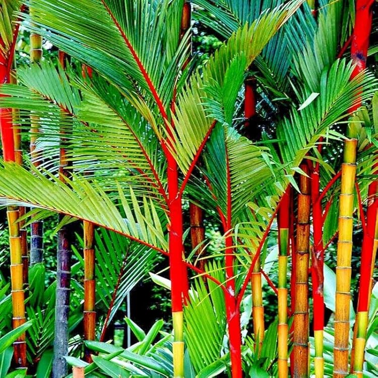 Red Sealing Wax Palm Seeds – Cyrtostachys renda, Rare Indoor Tropical Garden Palm, Bright Red Leaf Sheaths, Exotic Container Plant