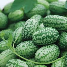 Mexican Sour Gherkin Seeds – Tiny Tangy Heirloom Cucamelon – Climbing Vine, Grape-Sized Fruits, Melothria scabra