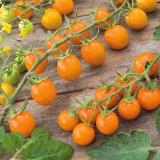 10 Seeds Sungold Tomato (Solanum lycopersicum) - Sweet Cherry Hybrid, Orange Color, Prolific, Disease-Resistant for Gardens & Containers