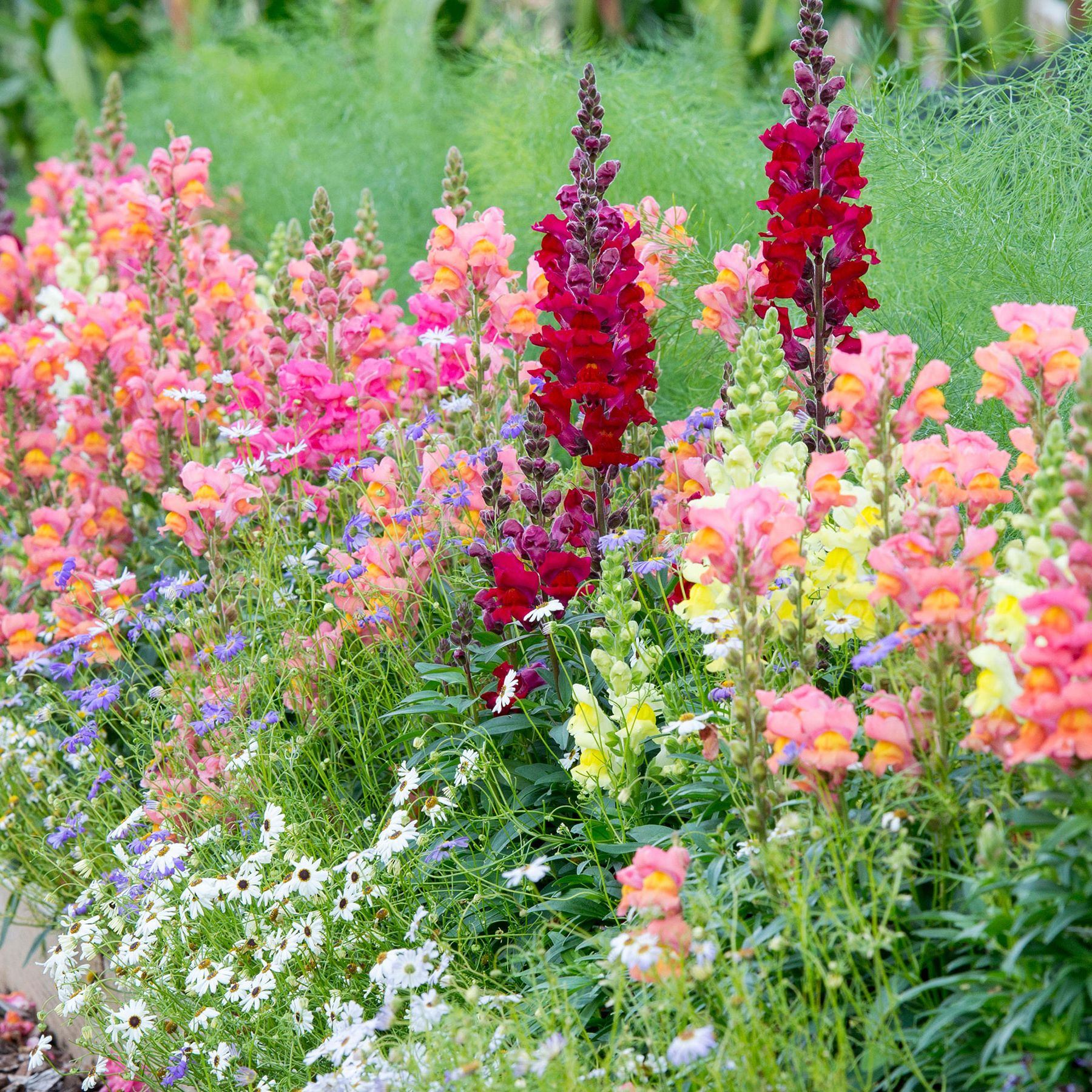 Costa II Mix Snapdragon Seeds 1000+ | Vibrant Antirrhinum majus for Garden & Cut Flowers
