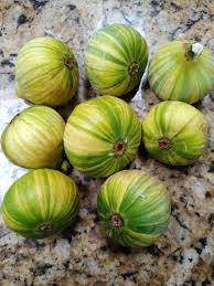Tiger Panache Fig Cuttings – Variegated 6+ Inch Fresh Scions with 3+ Nodes for Rooting, Edible Landscaping, Outdoor Plant
