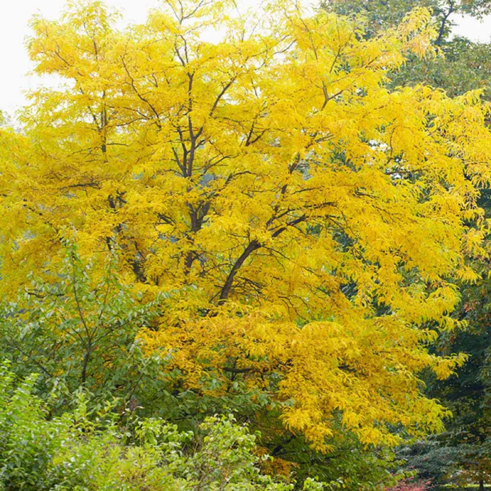 10 Honeylocust Tree Seeds Gleditsia caspian | Fast-Growing Hardy Shade & Landscaping Tree Seeds