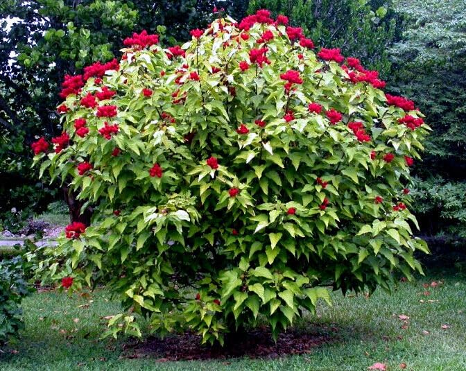 Annatto Dye Plant Seeds - Bixa orellana, Lipstick Tree, Pink Flowers, Ornamental Shrub, Natural Dye Source, Zones 10-12