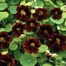 Black Velvet Nasturtium Seeds | Edible Flowers, Heirloom Tropaeolum minus, Red-Black Blooms, Pollinator-Friendly, Container Garden
