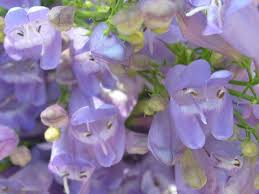 Venus Penstemon Seeds – Penstemon venustus – Native Violet Wildflower, Pollinator Friendly, Drought-Tolerant Perennial, 100mg