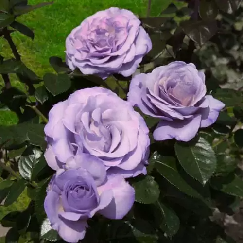 Blue Girl Rose Bush Cuttings - 6" Unrooted Lavender-Blue Fragrant Award-Winning Rose, Rome Gold Medal, USDA Zones 5-9