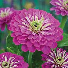Purple Prince Zinnia Seeds – Deep Purple Blooms, Heat-Tolerant, Pollinator-Friendly, 30-40 Inches, Zinnia elegans