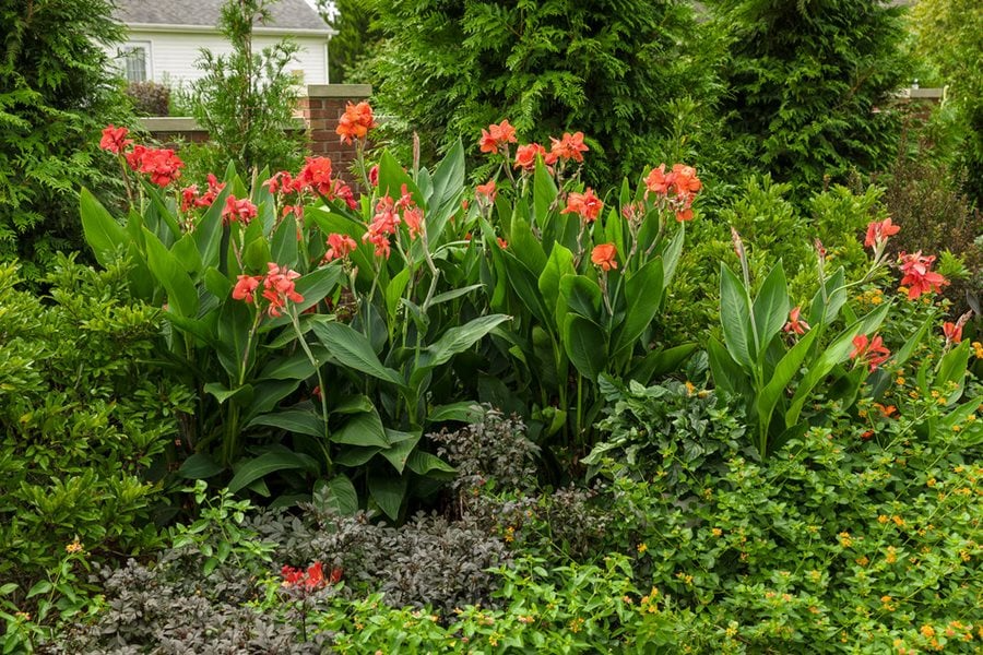 Canna Lily Orange Wyoming Live Bulb | Tall Flowering Plant with Purple Burgundy Foliage | Tropical Perennial