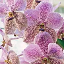 Vanda Jennae Orchid Seedling | 6-Inch Potted Tropical Vanda Species for Indoor & Outdoor Growth
