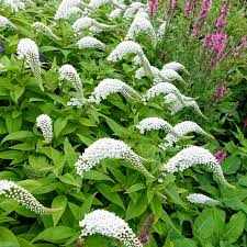 10 Bare Root Gooseneck Loosestrife Perennial Plants Lysimachia clethroides, White Flowers, Pollinator-Friendly, Hardy Garden Flowers