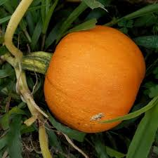 Small Sugar Pumpkin Seeds – Cucurbita pepo Heirloom for Planting, Gardening, Baking & Decoration
