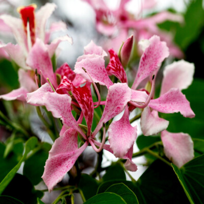 Pink Orchid Tree Seeds - Bauhinia monandra, Tropical Butterfly Flower, Rare Pollinator Attractor, Zones 10-12, Fast Growing Plant Seeds