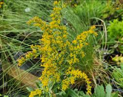 1000 Seeds Solidago Nemoralis Gray Goldenrod Wildflower Native Perennial Pollinator-Friendly Drought Tolerant