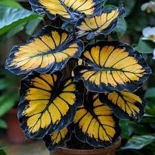 Sunburst Calathea Seeds 25 Pack | Exotic Tropical Foliage for Indoor & Outdoor Gardens | Calathea sp.