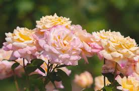 Peace Rose Cuttings for Rooting - 3 Fresh 5-6 Inch Rosa 'Peace' Flower Propagation Starter Plants