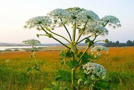 Cow Parsnip Seeds – Heracleum maximum – Native Wildflower with Large White Umbel Blooms for Meadow Gardens and Naturalized Landscapes