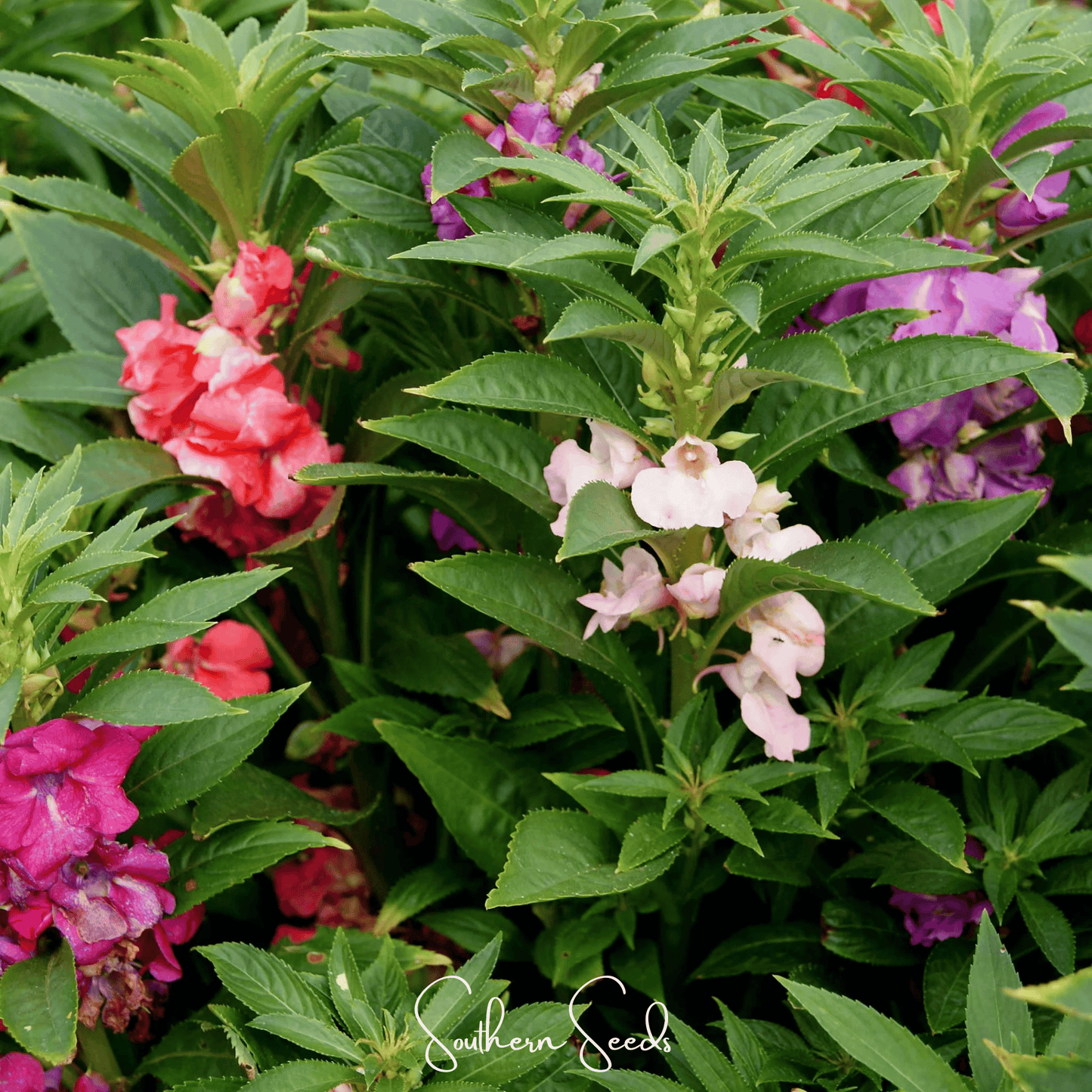 Bush Mix Impatiens Seeds – Colorful Annual Flowering Plant for Shade Gardens, Containers, and Baskets (Impatiens balsamina)