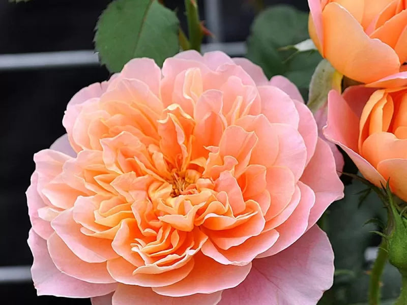Super Rare Impressionist Rose Cuttings – Apricot-Pink Climbing Rose, Unrooted Rosa ‘Impressionist’ for Rooting & Grafting