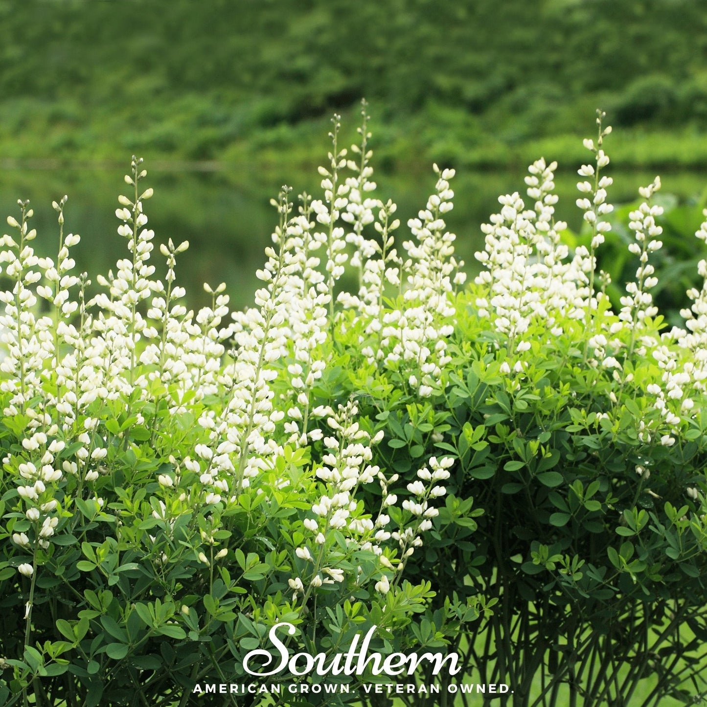 Wild White Indigo Seeds - Baptisia alba Perennial, Heirloom, Non-GMO, White Flowers, USDA Zones 4-10