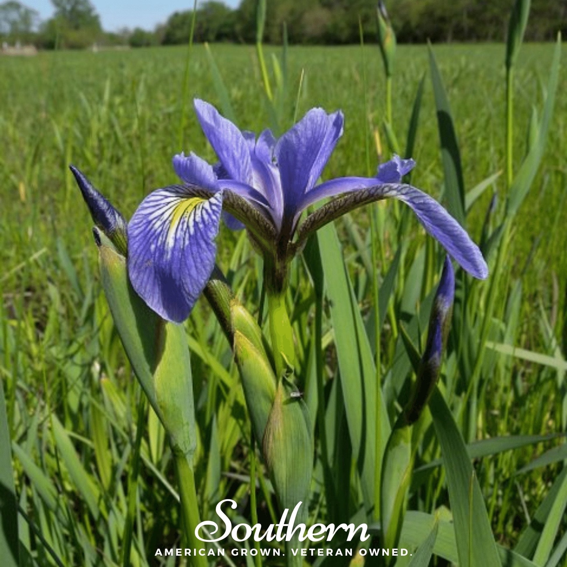 Northern Blue Flag Iris Seeds – Iris versicolor – Wetland Perennial, Non-GMO, Heirloom, US Grown, Pollinator Attracting
