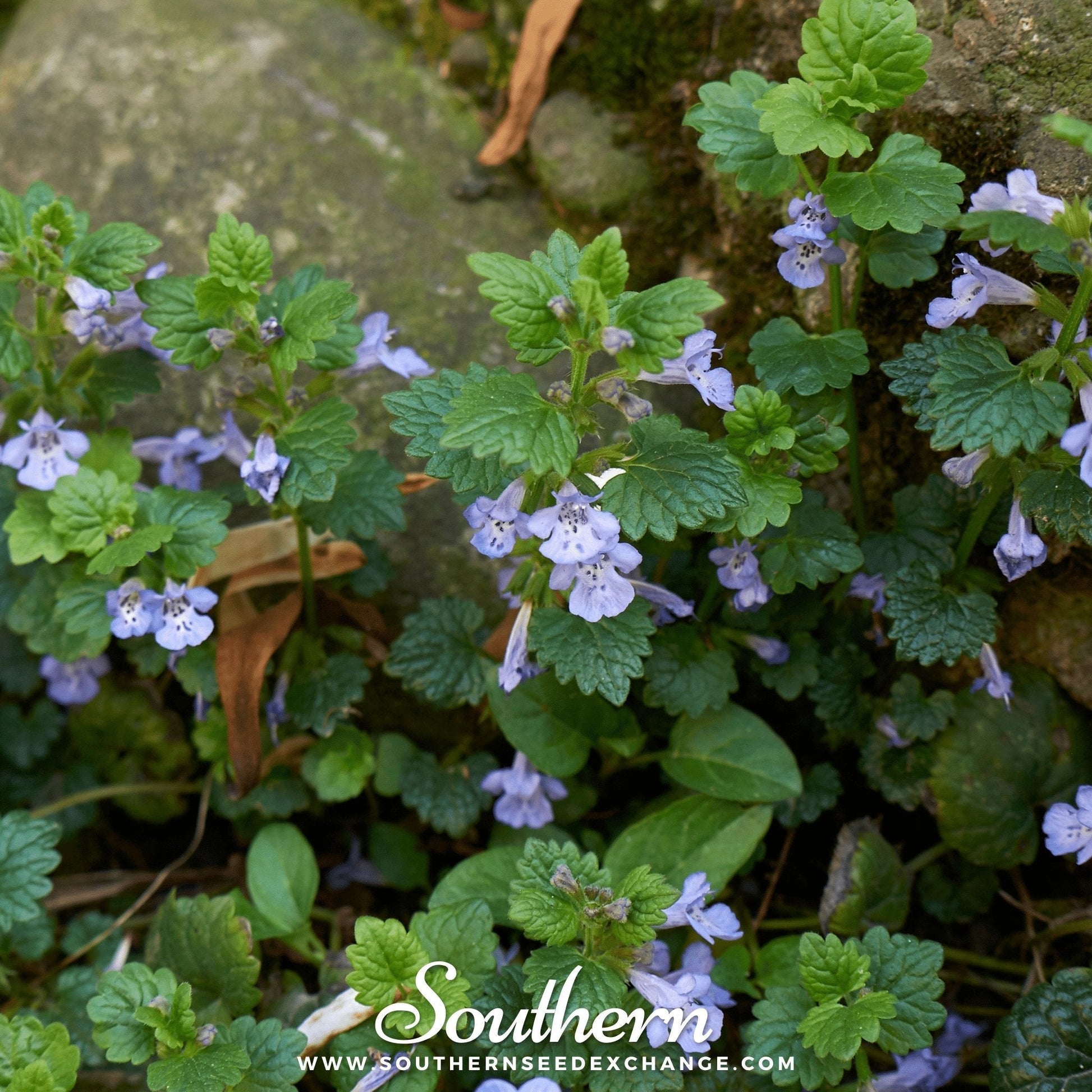 Ground Ivy Seeds – 25 Non-GMO Heirloom Perennial Glechoma Hederacea for Ground Cover & Edible Greens