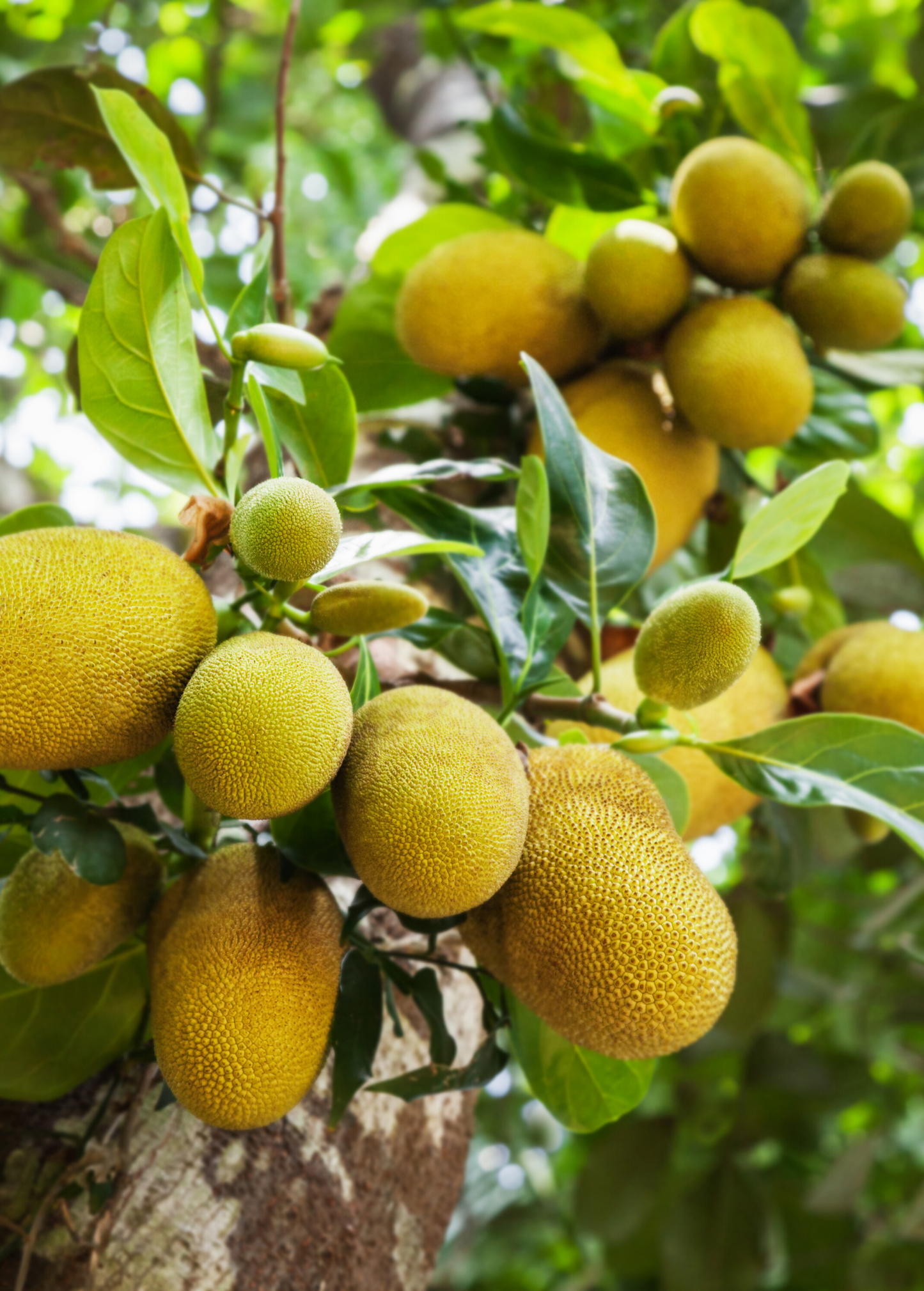 Jackfruit 'Golden Nugget' Fruit, Tropical, Edible, Artocarpus heterophyllus