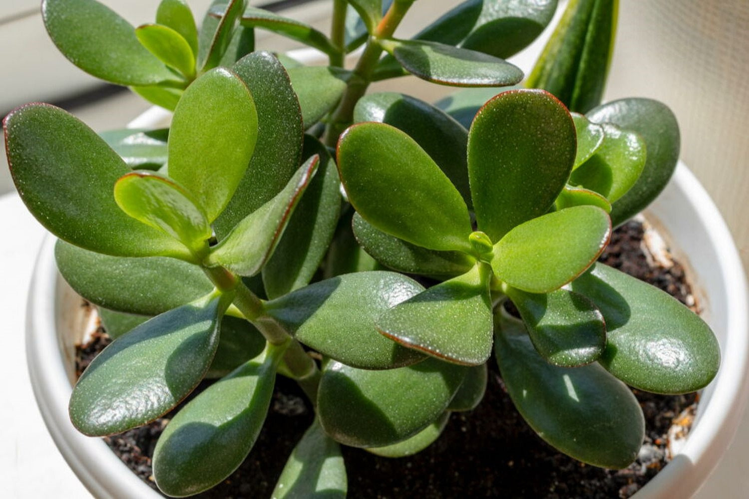 Jade Plant Cuttings 3-5 Inches Crassula ovata Lucky Money Succulent Unrooted Starts Easy to Grow Gift Plant