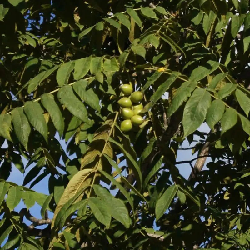 Japanese Heartnut Walnut Tree Seedling - 12-18 Inch Juglans ailantifolia var. cordiformis Live Plant