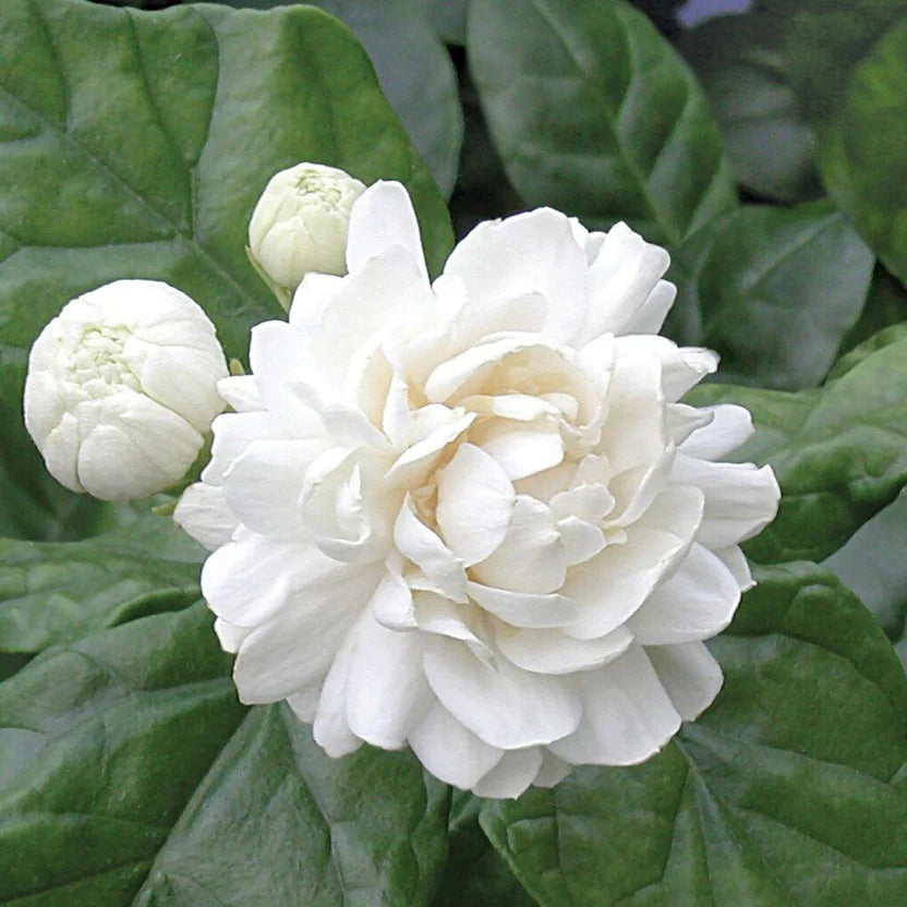 Grand Duke Jasmine Plants | Jasminum sambac Bareroot Plugs 3-5" | Fragrant Arabian Jasmine Shrubs for Garden or Container