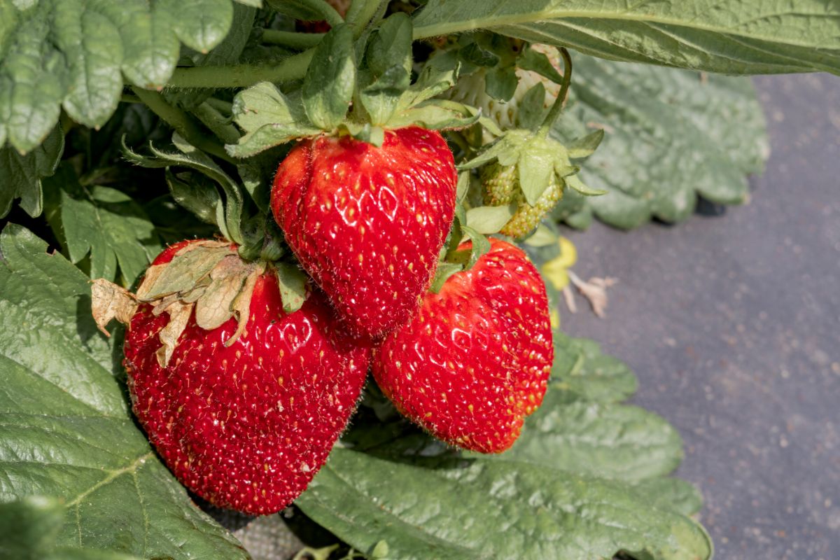 Jewel Strawberry Plants Bare Root June-Bearing Large Sweet Berries Cold Hardy Fruit Plants
