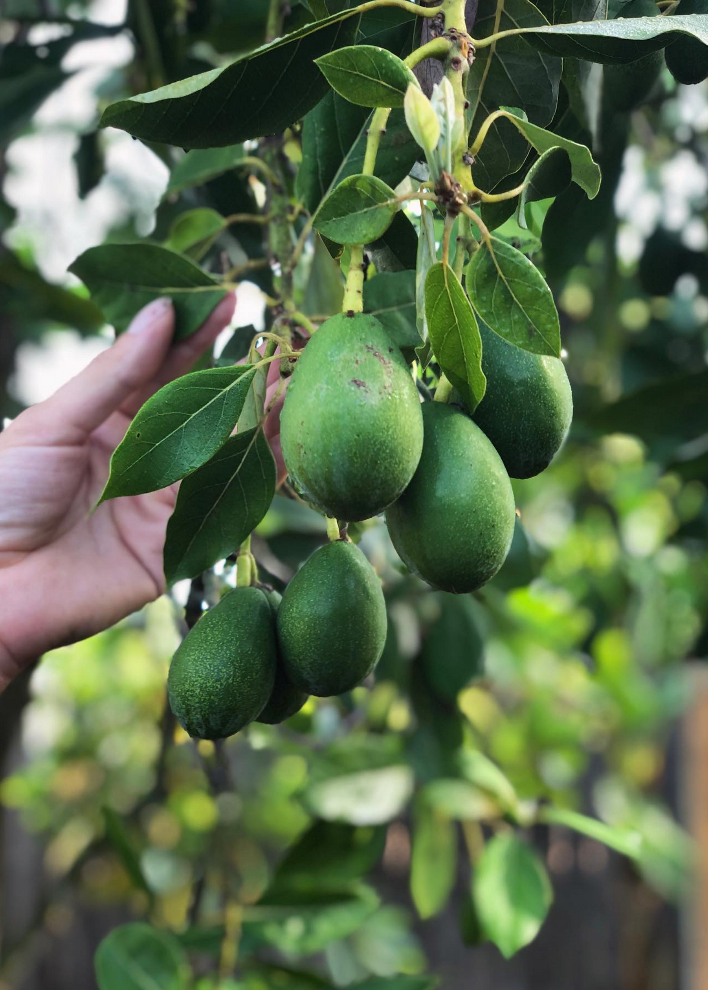 Avocado Tree 'Joey' (Persea americana) Small to Medium, Egg-Shaped Fruit, Cold Hardy, High Yielding