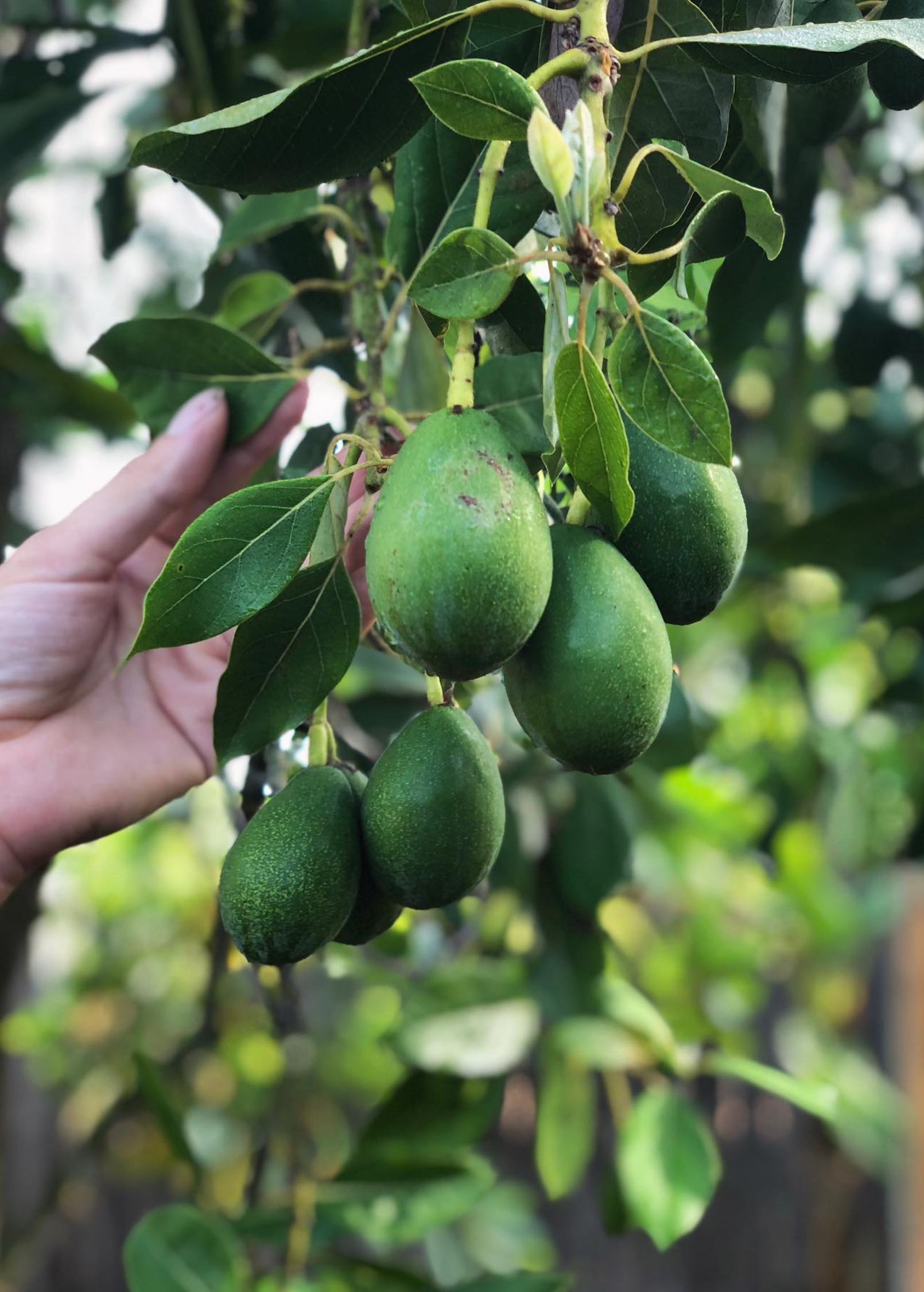 Avocado Tree 'Joey' (Persea americana) Small to Medium, Egg-Shaped Fruit, Cold Hardy, High Yielding