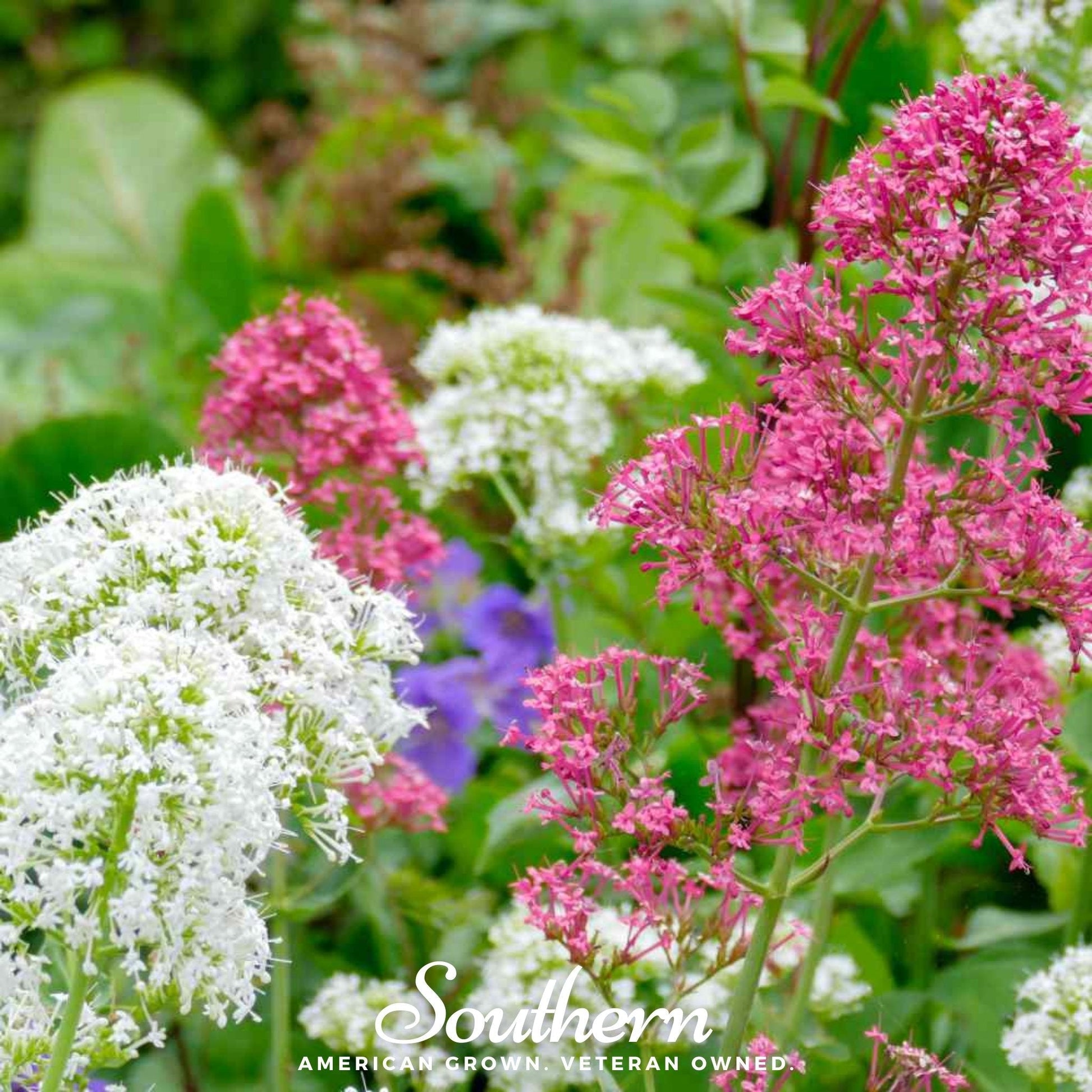 Jupiter's Beard Seeds Mix – 50 Non-GMO Heirloom Perennial Flower Seeds (Centranthus ruber) for Pollinator Gardens