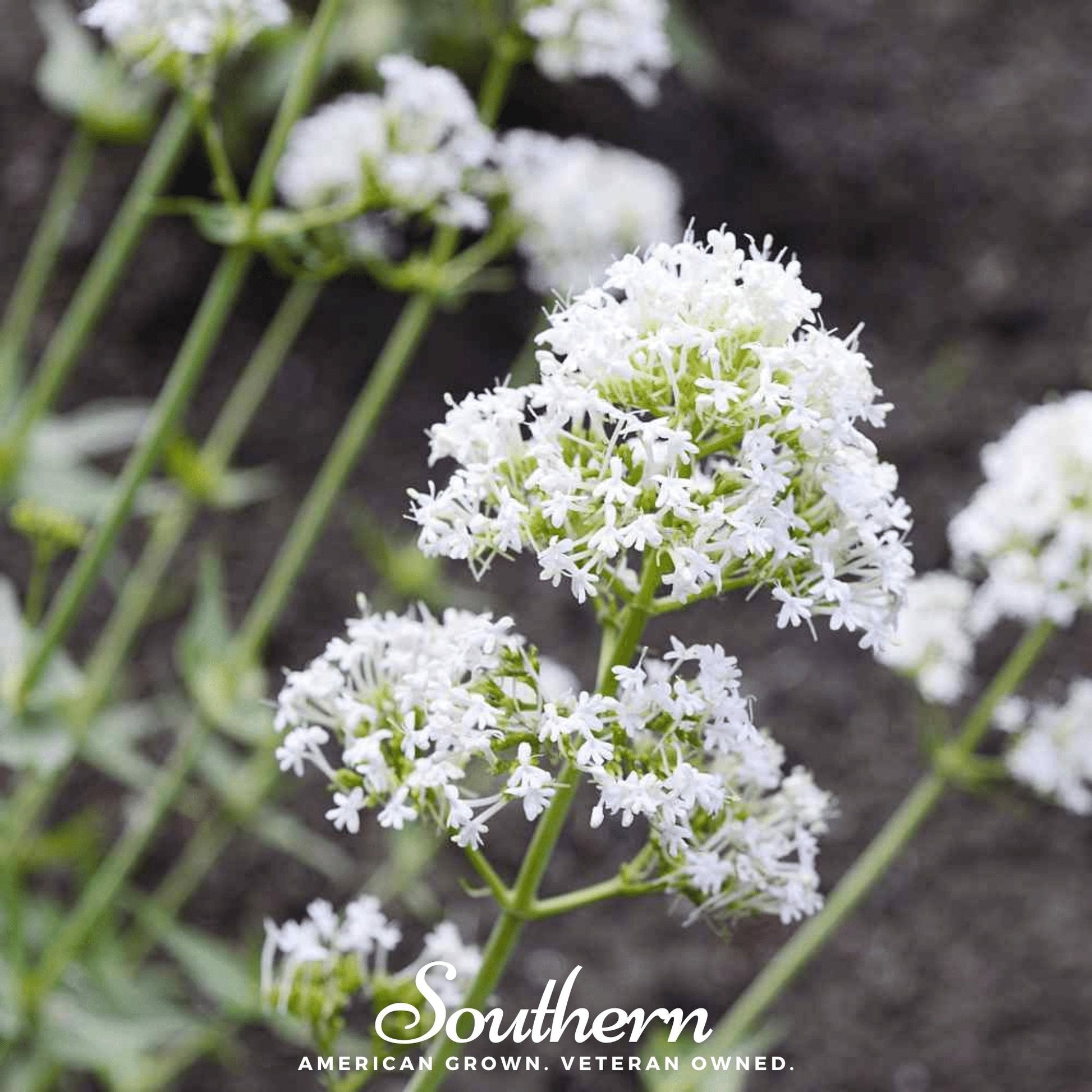 White Jupiter's Beard Seeds, Perennial Flower, Attracts Hummingbirds & Butterflies, Heirloom, Non-GMO, USDA Zones 4-9