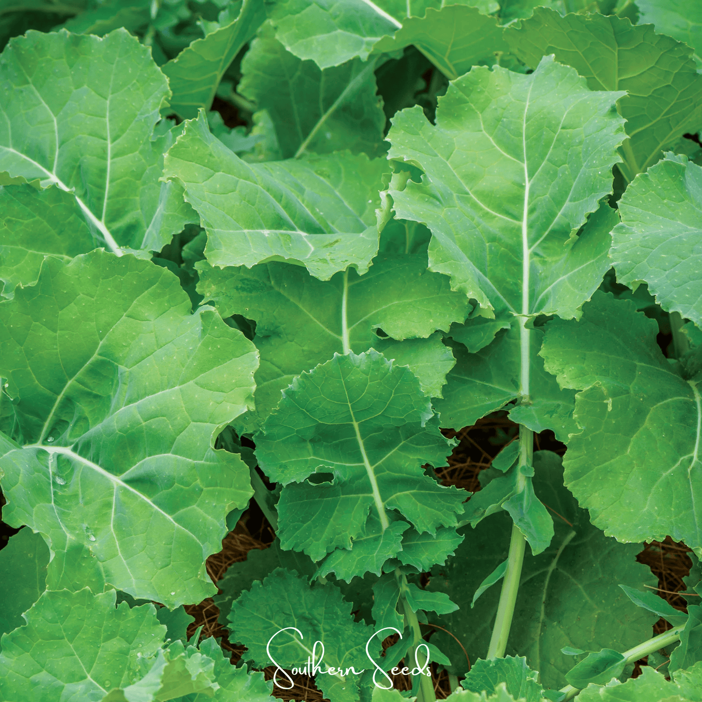 Premier Kale Seeds – Heirloom, Non-GMO, Cold-Tolerant, 250 Seeds, Brassica oleracea