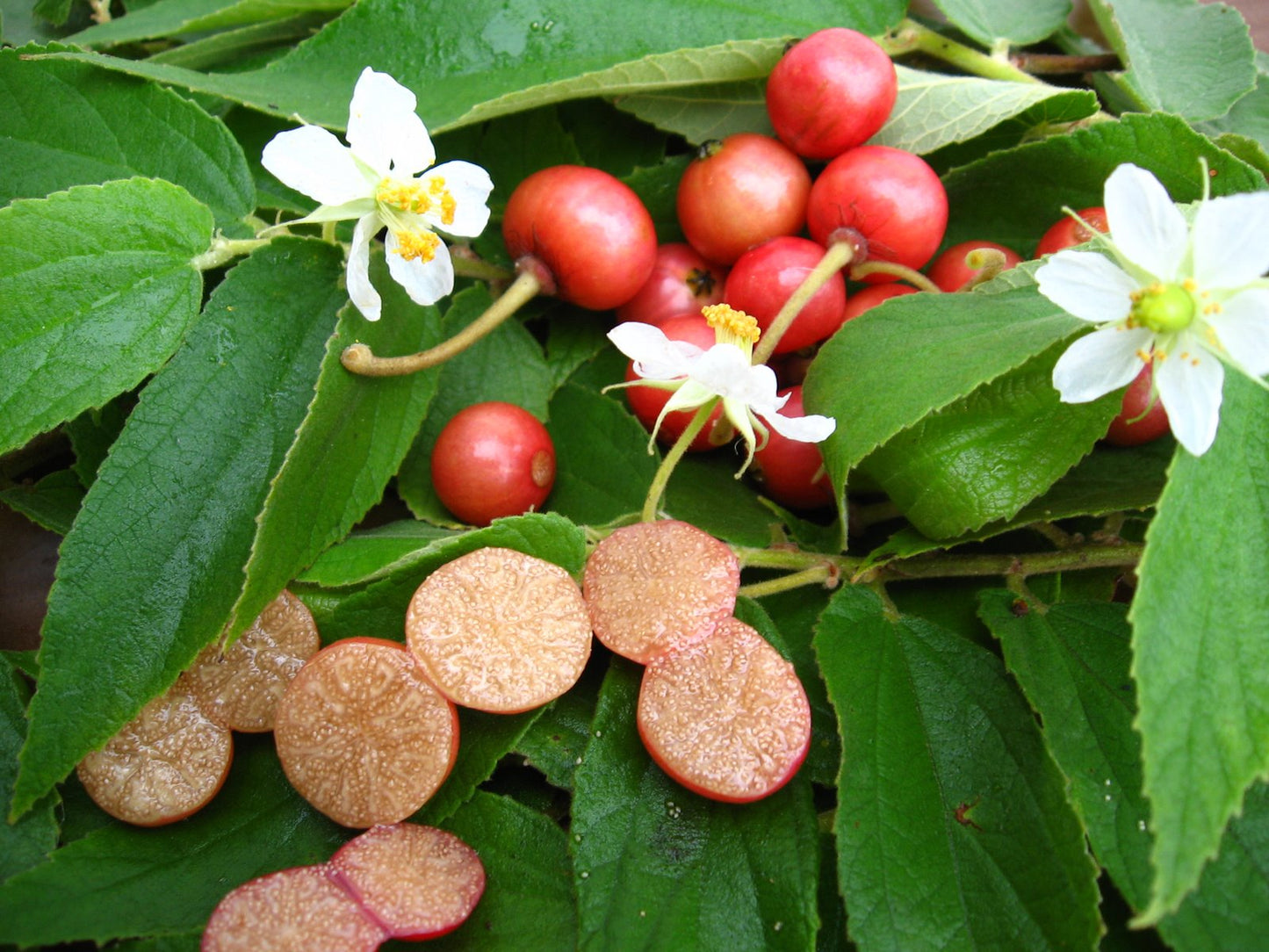Red Jamaican Cherry Tree Bare Root | Tropical Fruit Tree | Strawberry & Panama Berry | Muntingia calabura