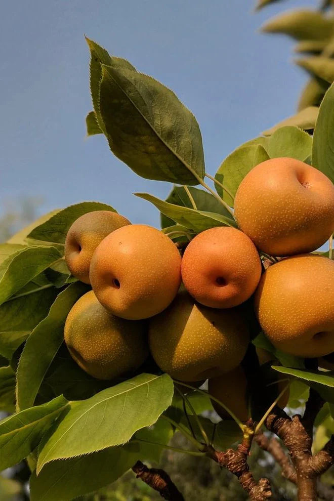 Super Rare Kosui Asian Pear Cutting for Rooting Grafting Pyrus pyrifolia â€˜Kosuiâ€™