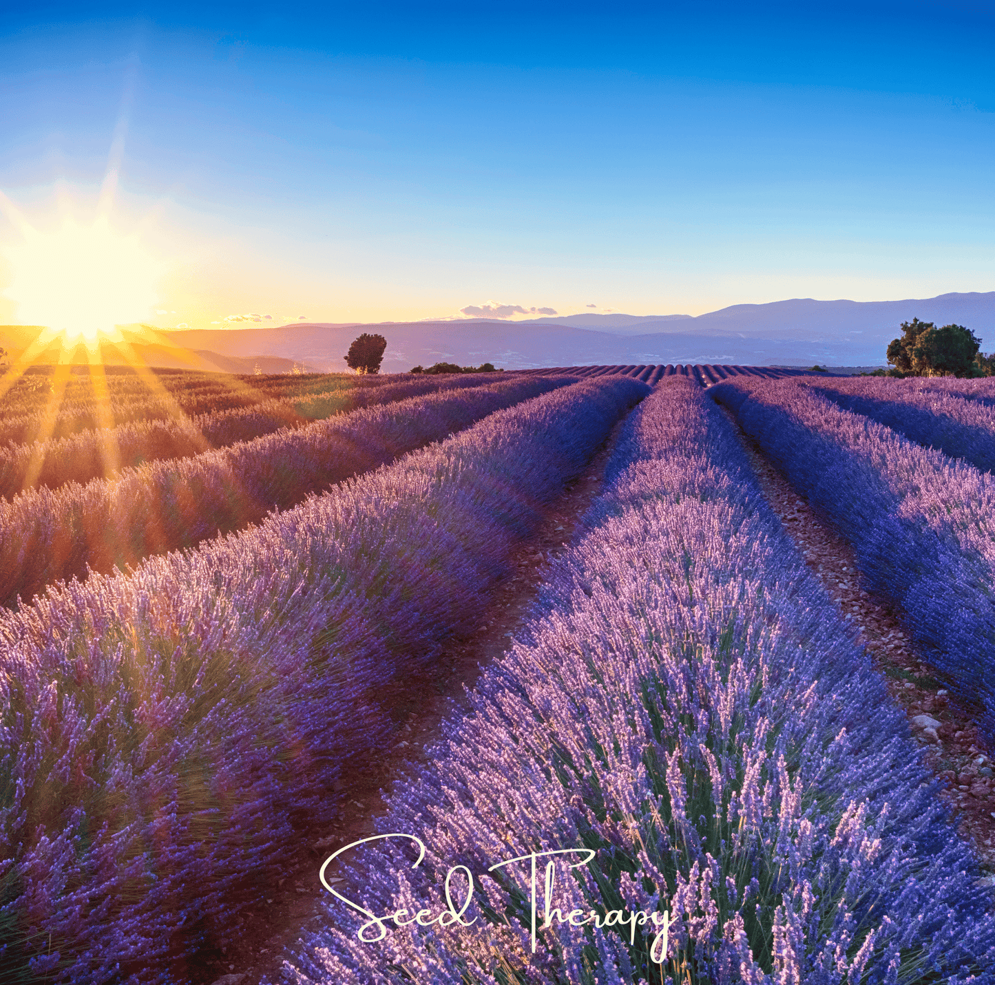 English Lavender Seeds – 100 Non-GMO Heirloom Lavender (Lavandula angustifolia) for Aromatherapy, Drying & Perennial Gardens