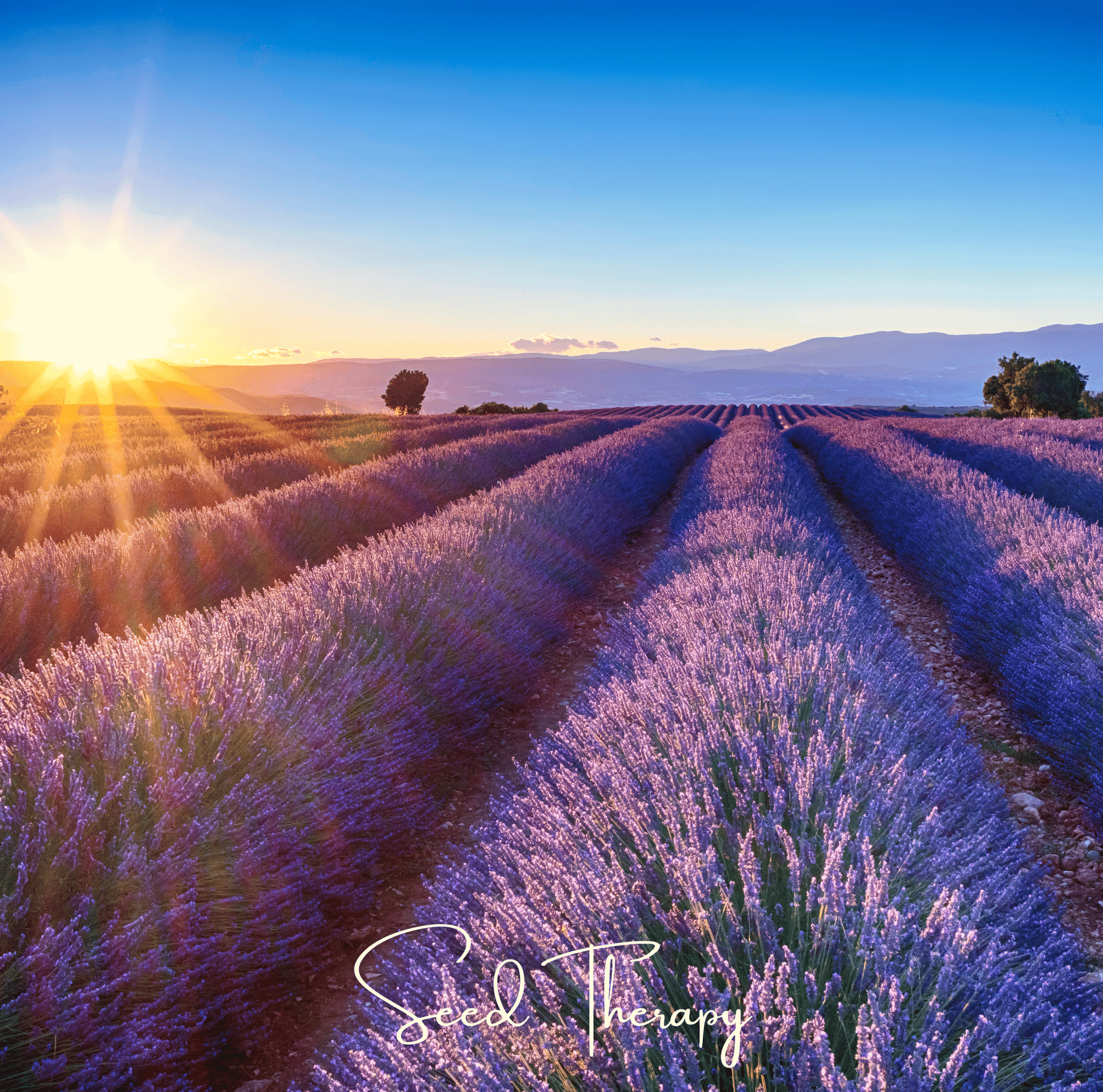 English Lavender Seeds – 100 Non-GMO Heirloom Lavender (Lavandula angustifolia) for Aromatherapy, Drying & Perennial Gardens